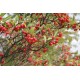 Puna-aronia (Aronia arbutifolia)